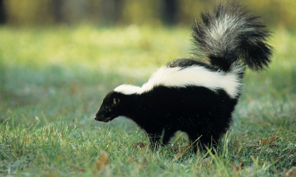 If Your Air Conditioner Smells Like Skunk