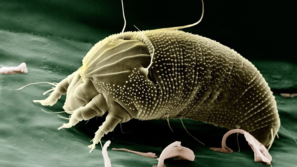Dust mites Dust mites