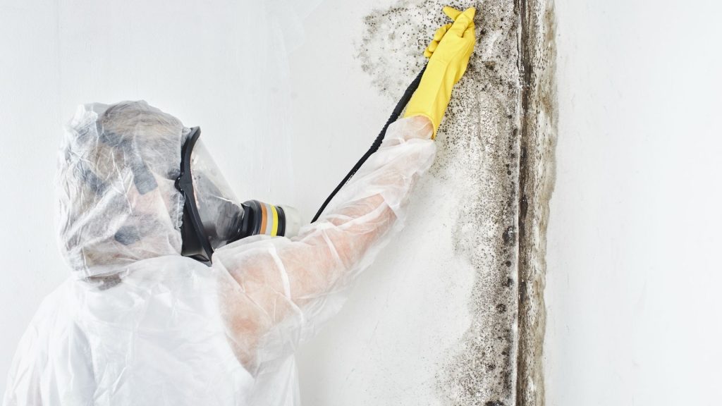 Professional Mold Remediation Professional Mold Remediation