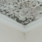 Air Purifier for Mold Problems — What Actually Works